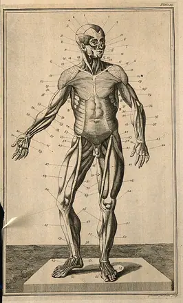 The muscles of the human body, seen from the front, after Eustachius. Etching by G. Bickham, 1743, after himself, after an engraving, c. 1552.