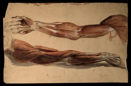 Muscles and tendons of the upper arm: two écorchés. Watercolour, 18--(?). — Unknown artist