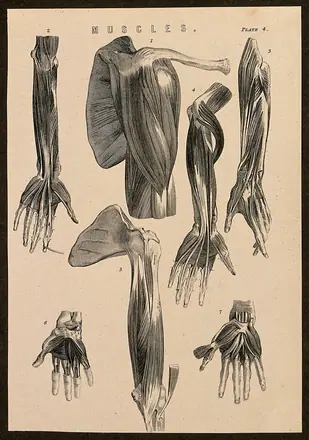 Muscles of the arm, shoulder and hand: seven figures. Line engraving, ca. 1850. — Unknown artist