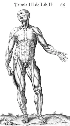 Valverde de Hamusco "Anatomia del corpo..." — Unknown artist