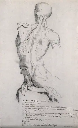 Head, neck and trunk of a seated male écorché, shown from behind. Pencil drawing by J.C. Zeller ca. 1833 (?) after B. Genga, 1691. — Genga, Bernardino, 1655-1734