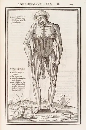 Anatomical figure displaying the muscles of the torso