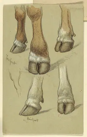 [PIEDI] Drawing, Studies After Cattle, 1871 (CH 18368971) — Samuel Colman