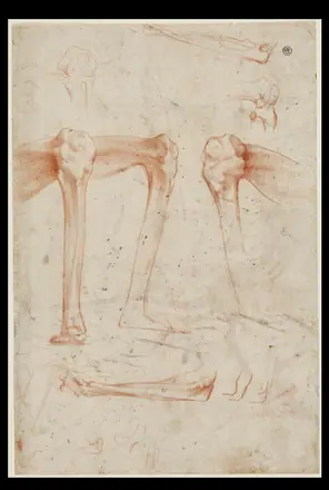 [PIEDI] Studies of legs, knees and arms (SM 3971vz) — Rosso Fiorentino