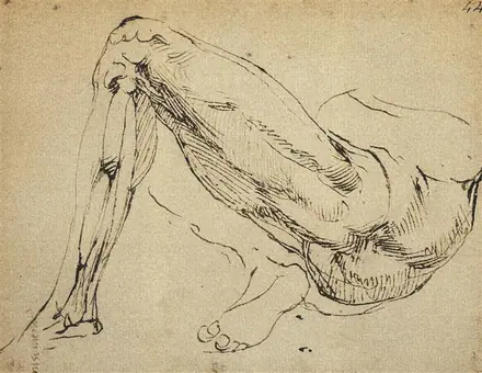 [PIEDI] Michelangelo - Etude anatomique de jambe, DIS-F-000874-0000 — Michelangelo
