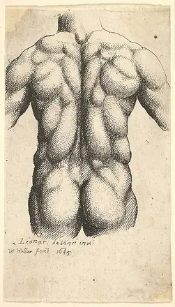 Naked male torso seen from behind