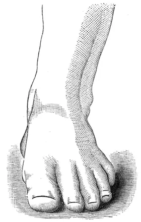 PSM V24 D664 Well formed healthy foot — Unknown authorUnknown author