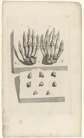 Anatomische studie van de beenderen van de handen, RP-P-OB-70.713 — Unknown artist