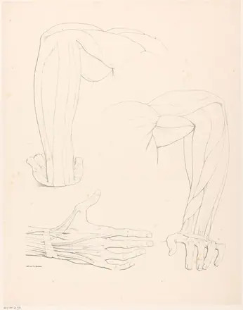 Armen en hand met spierbundels, RP-P-OB-27.976 — Unknown artist